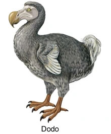 dodo